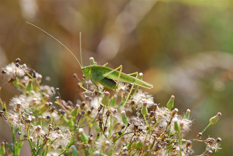 Phaneroptera nana